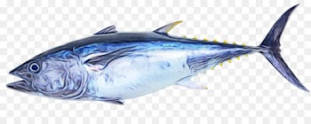 fish fish atlantic blue marlin fish products atlantic bluefin tuna