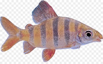 fish fish bony-fish ray-finned fish fish products