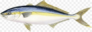 fish fish fin fish products perch