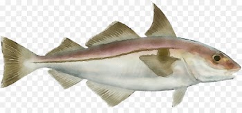 fish fish fish products haddock cod