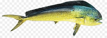 fish fish fish products mahi mahi