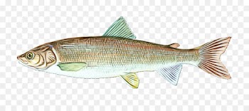 fish fish fish products oily fish bony-fish