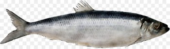 fish fish fish products oily fish forage fish