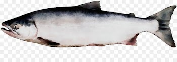 fish fish fish products oily fish sockeye salmon