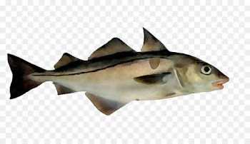 fish fish haddock cod bony-fish