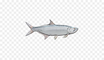 fish fish osmeriformes bony-fish fish products