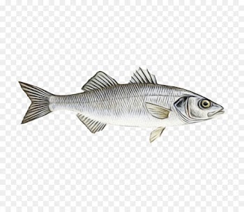 fish fish pike bass bony-fish