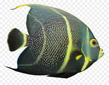 fish fish pomacanthidae pomacentridae holacanthus