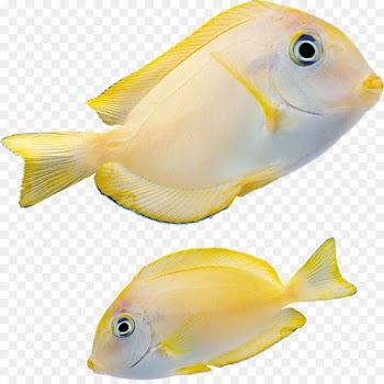 fish fish pomacentridae pomacanthidae marine biology