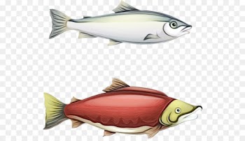 fish fish sockeye salmon salmon fish products