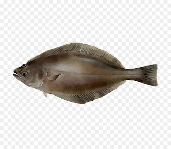 fish fish sole flatfish bony-fish