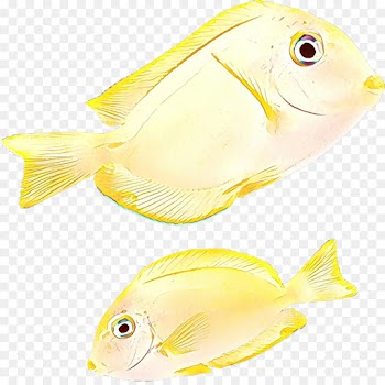 fish fish yellow butterflyfish pomacentridae
