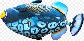 Fish Food Clip art - Download PNG Fish Free 
