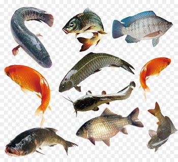 Fish Food Live sharksucker Sea u6d77u6c34u9b5a - Fish Collection 