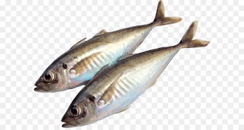 Fish Food Sardine Meat - Fish PNG 