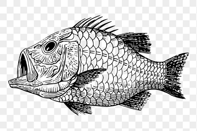 Fish fossil png sticker extinct | Free PNG - rawpixel