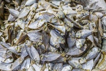 Fish, fresh market in Palawan, | Free Photo - rawpixel