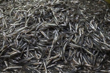Fish, fresh market in Palawan, | Free Photo - rawpixel