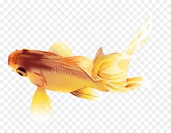 fish goldfish yellow fish fin