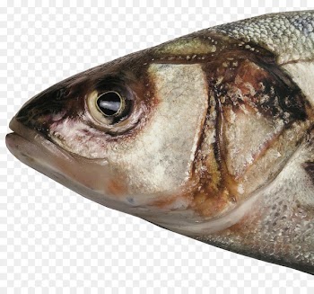Fish head Fish soup Food Barreleye - Fishing Rod 