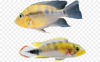 Fish Icon - Fish PNG 