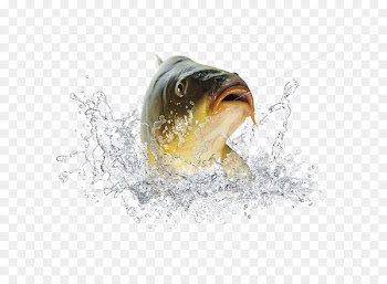 Fish Icon - Hooked fish,Spray 