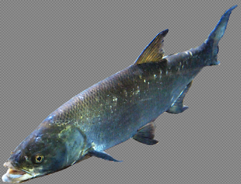 Fish Image 7 png #41478 - Free Icons and PNG Backgrounds