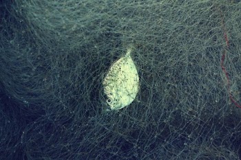 fish in a net