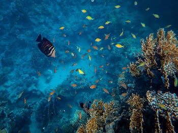 Fish in Body of Water