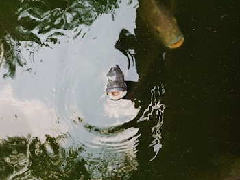 Fish in Body of Water