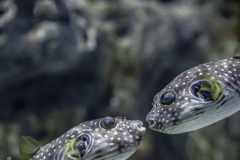 Fish in Love Free Photo 