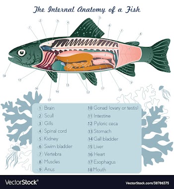 fish internal organs art anatomy