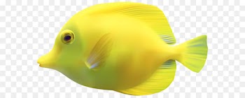 Fish Iridescent shark Clip art - Fish Png 15 