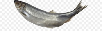 Fish Iridescent shark Clip art - Fish Png Image 