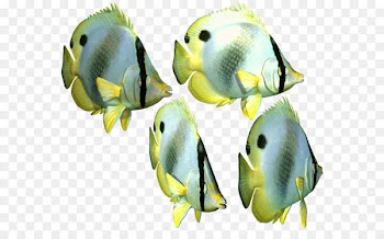 Fish Iridescent shark - Fish Png 3 