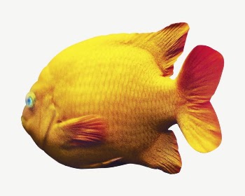 Fish isolated psd | Free PSD - rawpixel