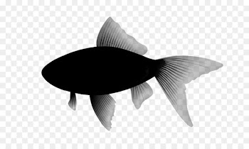 Fish JPEG Images V.2 Desktop Wallpaper -  