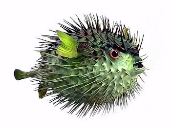 fish.jpg