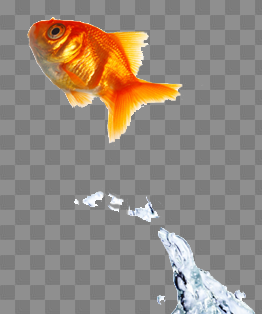 Fish Jumping Out Of Water Png
