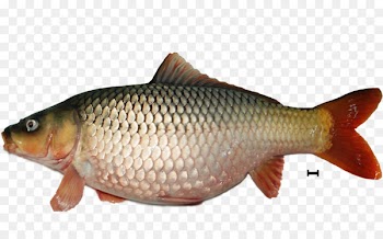 Fish Koi Carp Giant gourami Mangrove red snapper - ikan 