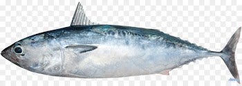 Fish Mackerel Thunnus Frigate tuna Scombridae - fish 