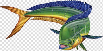 Fish Mahi-mahi Painting , mahi mahi transparent background PNG clipart