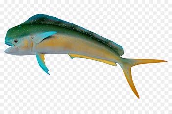 Fish Marine biology - Fish 