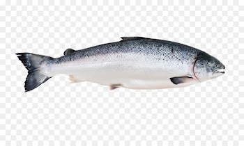 Fish market Salmon Fish processing Canned fish - SALMON 