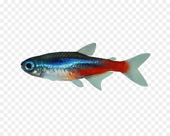 Fish Neon tetra Mondo Cucciolo Di Dalpozzo Alessandra Aquarium - betta 