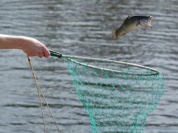 fish_net.jpg