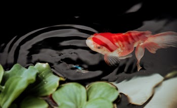 Fish On Pond
