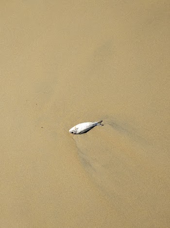 Fish on Shore