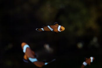 Fish. Original public domain image | Free Photo - rawpixel