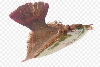 Fish Pampus argenteus Seafood Turbot Portable Network Graphics - fishing 